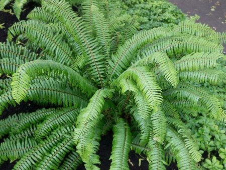 Western Sword Fern