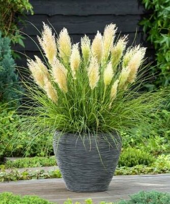 Tiny Pampa Pampas Grass