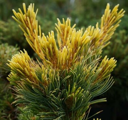 Goldilocks Japanese White Pine Bonsai