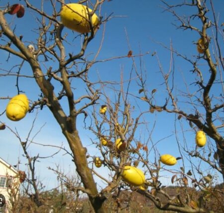 Chinese Edible Quince