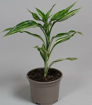 Dracaena Ribbon Plant