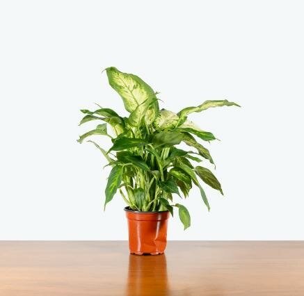 Dieffenbachia Starbright