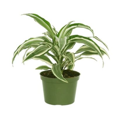 Dracaena Warneckii Variegated White Stripe