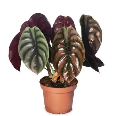 Alocasia Cuprea Red Secret