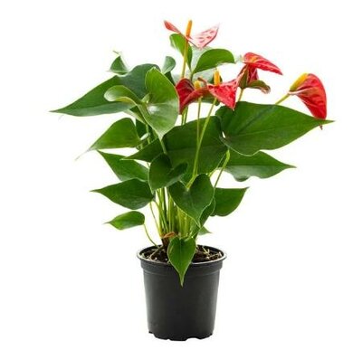 Premium Anthurium