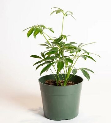 Schefflera Janine