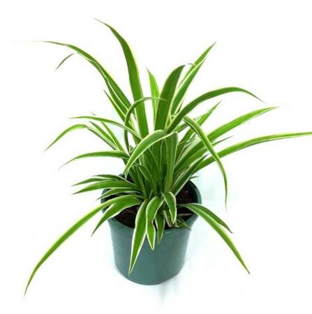 Spider Plant Green