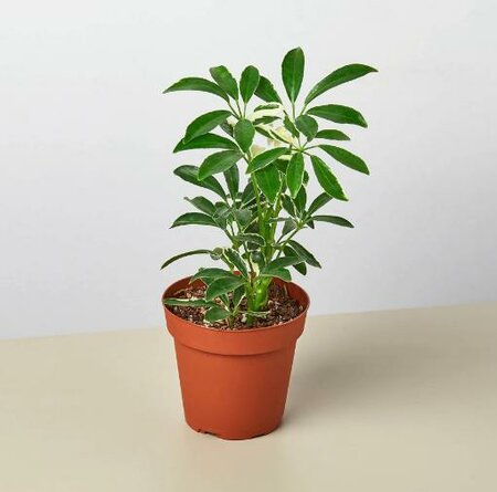 Schefflera Moonlight