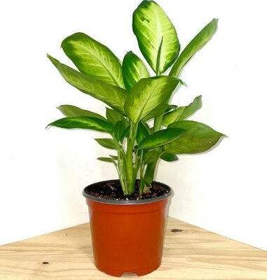 Dieffenbachia Mariana