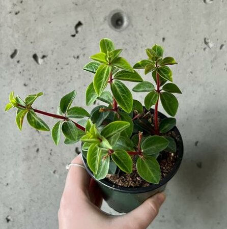 Peperomia Ruebella