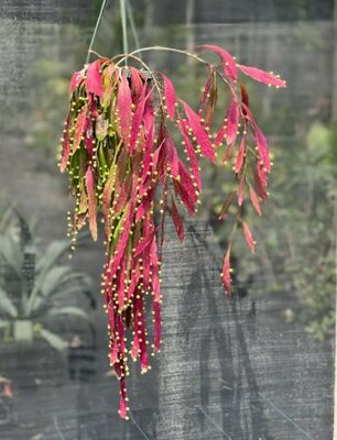 Red Mistletoe Cactus