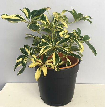 Schefflera Variegated Umbrella Tree