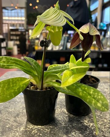 Paphiopedilum Collector Orchid - image 2