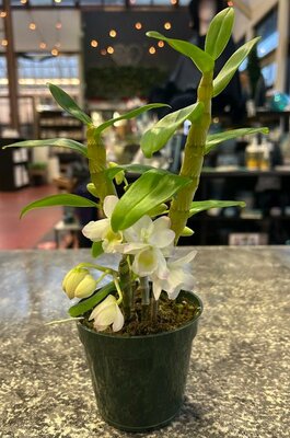 Dendrobium Collector Orchid