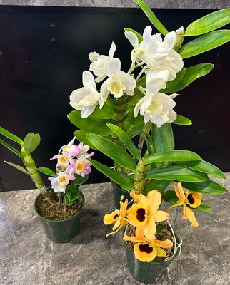 Dendrobium Collector Orchid - image 2