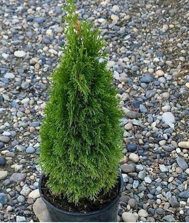 Emerald Petite Cedar