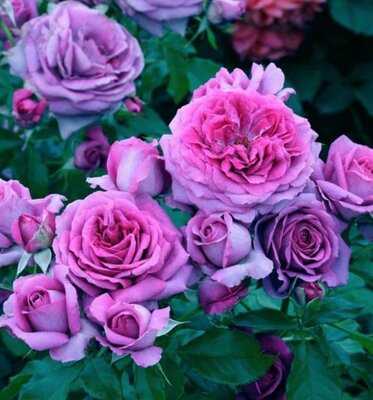 Sweet Madame Blue Floribunda Rose