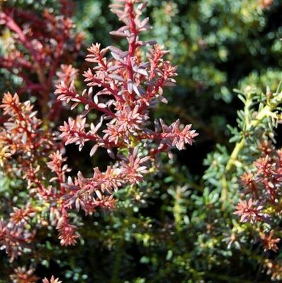 Red Tip Mountain Plum Pine Podocarpus