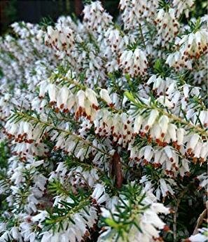 Springwood White Heather