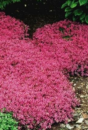 Creeping Red Thyme