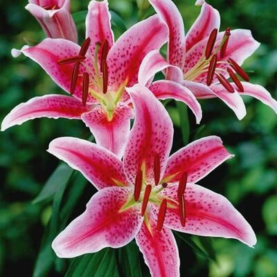 1 Oriental Lily 'Stargazer'