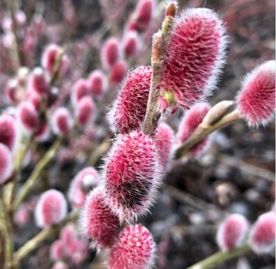 Japanese Pink Pussy Willow