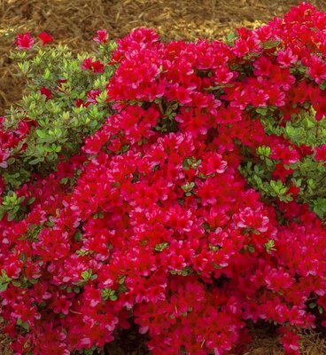 Hino Crimson Japanese Azalea