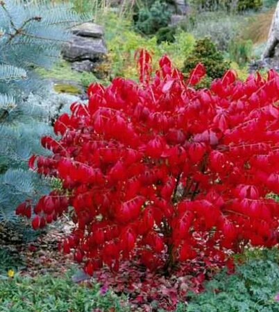 Compact Burning Bush