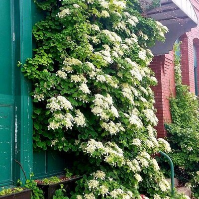 Climbing Hydrangea