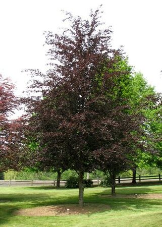 Rivers Purple Beech - image 1