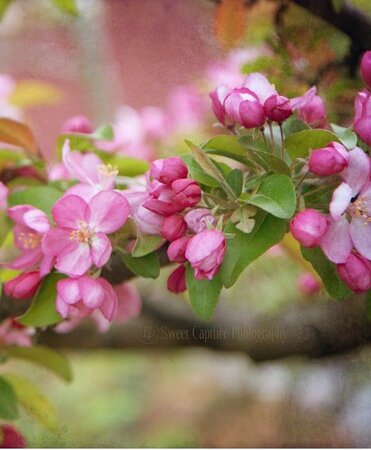 Robinson Flowering Crabapple