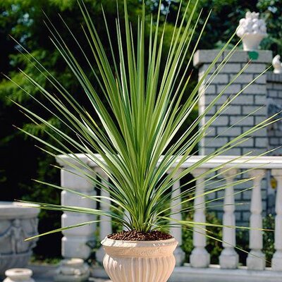 Dracaena Palm