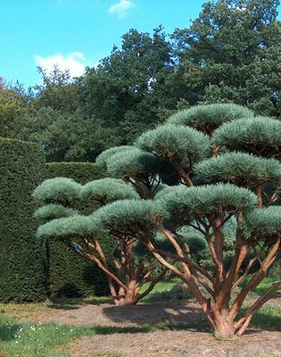 Topiary Water's Pine