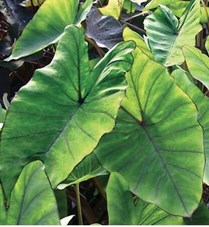 Blue Hawaii Elephant Ear