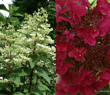 Bloomables Fire And Ice Hydrangea Tree