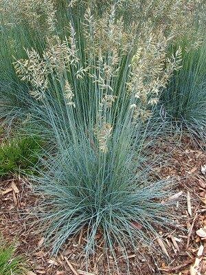 Blue Oat Grass