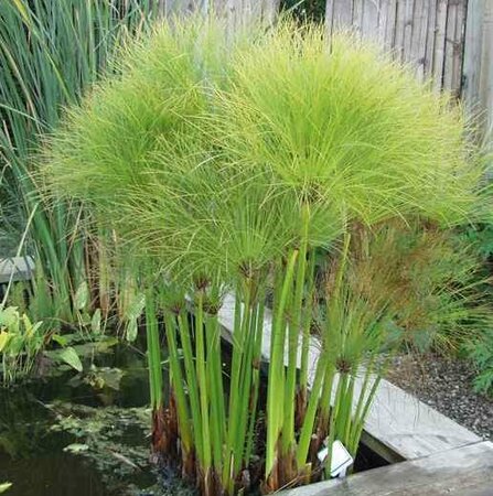 Giant Egyptian Papyrus