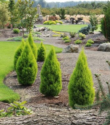 Dwarf Wilma Lemon Cypress