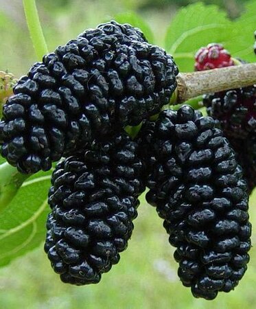 Illinois Everbearing Mulberry