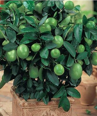 Thornless Key Lime Plant