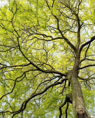 Sunburst Honey Locust