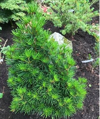 Picola Umbrella Pine