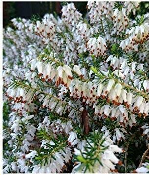 Springwood White Heather