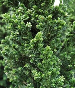 Black Dragon Japanese Cedar