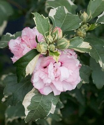 Sugar Tip Hibiscus