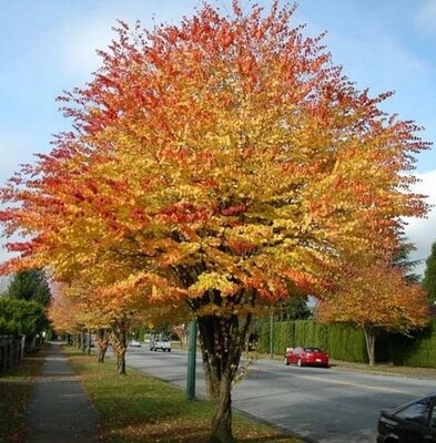 Japanese Katsura Tree