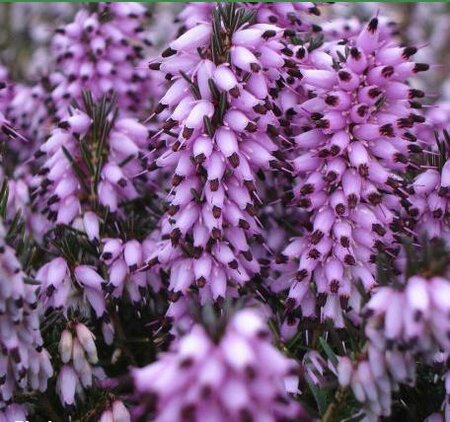 Ghost Hills Heather