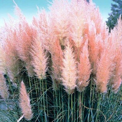 Pink Pampas Grass