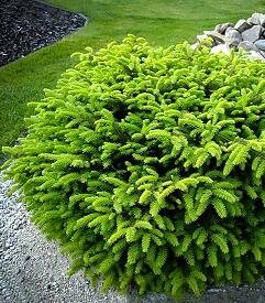 Bird's Nest Spruce