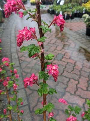 King Edward Vii Flowering Currant